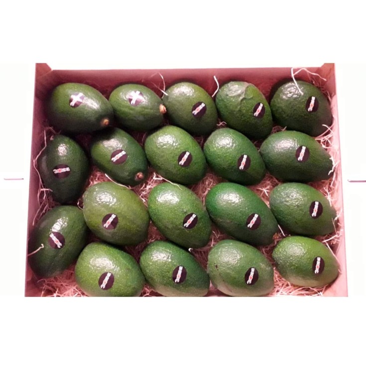 Aguacates variedad Bacon 4 Kg