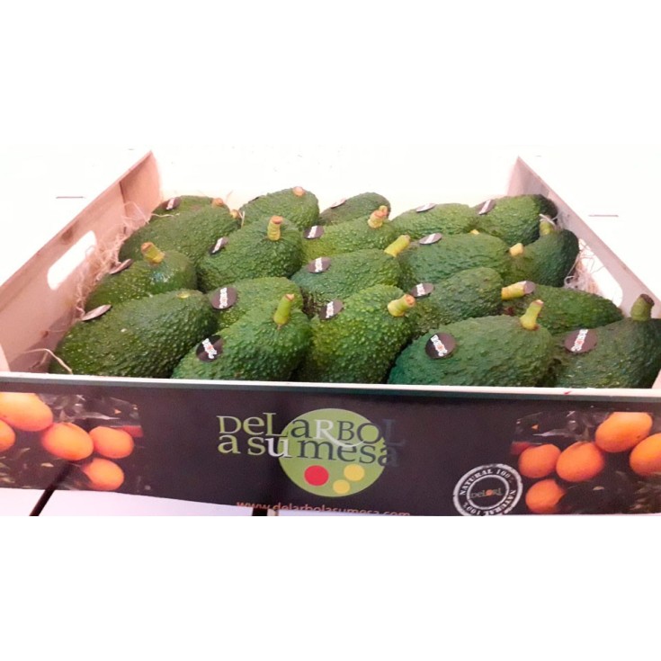 Alvocats varietat Bacon 4 kg