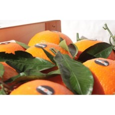Naranjas Lane late de 10 Kg Aprox.