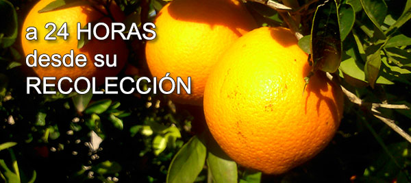 naranjas valencianas directamente de huerto en 24h