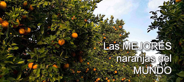 naranjas valencianas a domicilio en 24h directamente del huerto