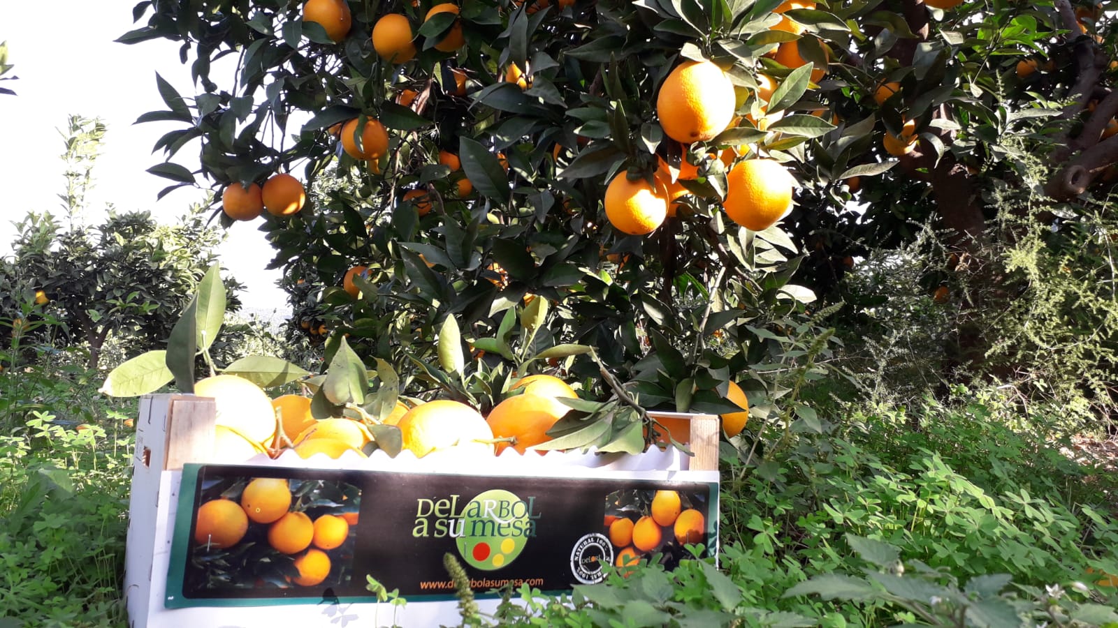 naranjas valencianas online 24h azahar